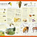 Lehrtafeln Und Informationen Ã¼ber Die Honigbiene âº Natur Im Bild Fuer Bienentanz Arbeitsblatt