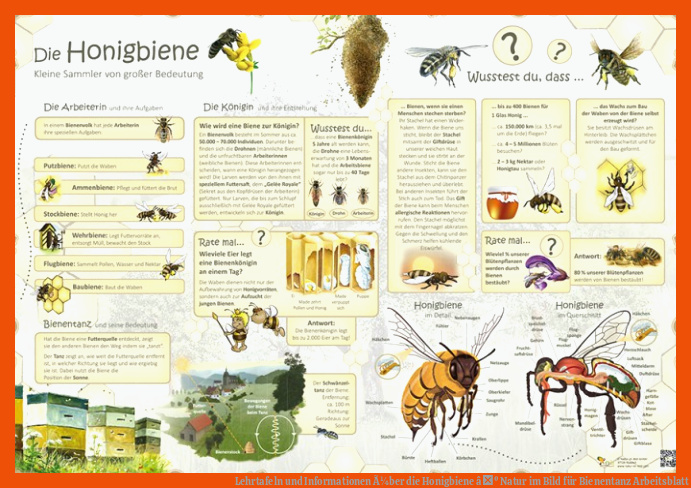 Lehrtafeln und Informationen Ã¼ber die Honigbiene âº Natur im Bild für bienentanz arbeitsblatt