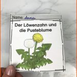 Leporello - Vom LÃ¶wenzahn Zur Pusteblume â Unterrichtsmaterial Im ... Fuer Vom Löwenzahn Zur Pusteblume Arbeitsblatt