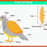 Lernen Licht Und Schatten FÃ¼r Kinder - Arbeitsblatt Vektor ... Fuer Bau Des Vogelkörpers Arbeitsblatt Lösungen