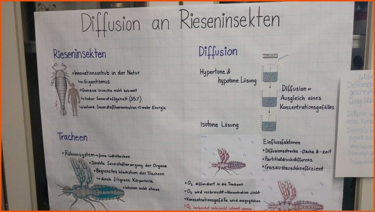 Lernplakate Zur Osmose Und Diffusion â Bio Jg.11 EinfÃ¼hrungsphase ... Fuer Diffusion Und Osmose Arbeitsblatt