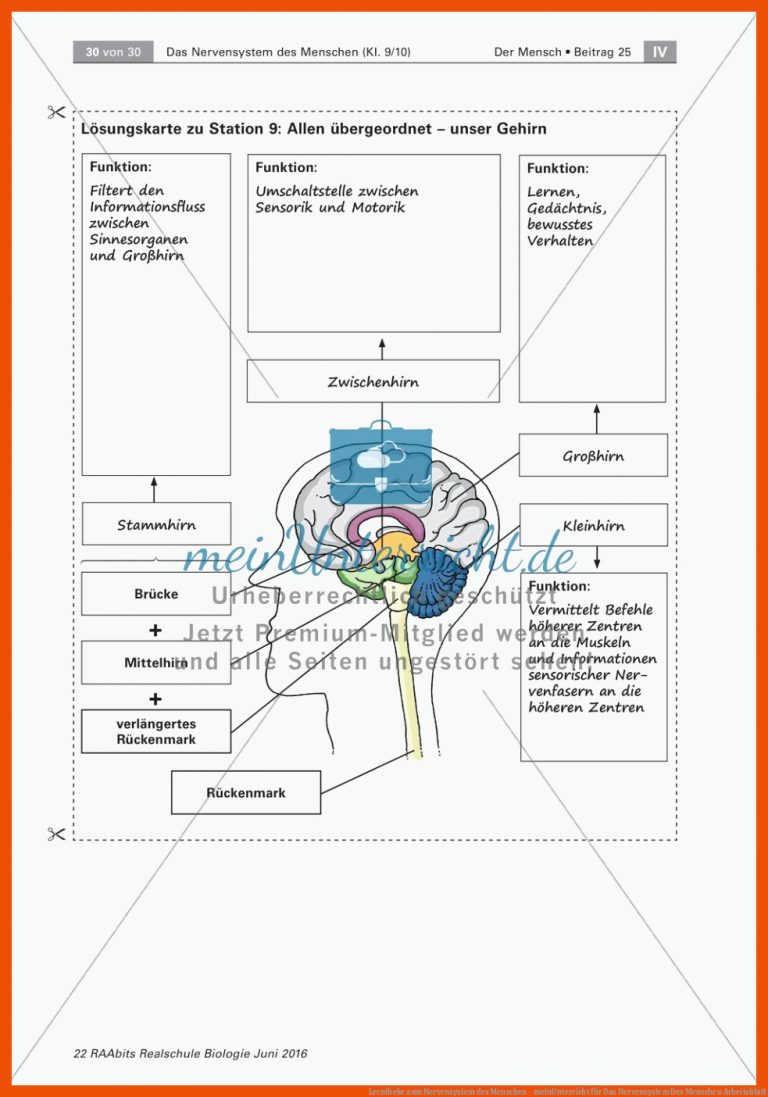 Lerntheke zum Nervensystem des Menschen - meinUnterricht für das nervensystem des menschen arbeitsblatt