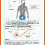 Lerntheke Zum Nervensystem Des Menschen - Meinunterricht Fuer Das Nervensystem Des Menschen Arbeitsblatt