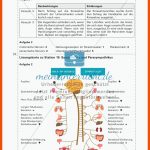 Lerntheke Zum Nervensystem Des Menschen - Meinunterricht Fuer Das Nervensystem Des Menschen Arbeitsblatt