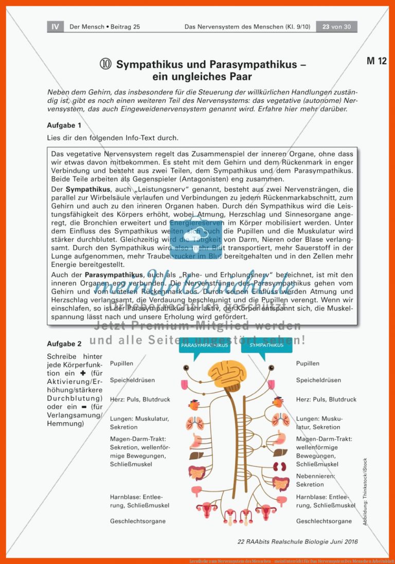 Lerntheke zum Nervensystem des Menschen - meinUnterricht für das nervensystem des menschen arbeitsblatt