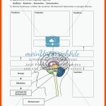 Lerntheke Zum Nervensystem Des Menschen - Meinunterricht Fuer Das Nervensystem Des Menschen Arbeitsblatt