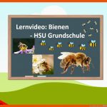 Lernvideo: Bienen ð- Hsu Grundschule Fuer Körperbau Insekten Arbeitsblatt