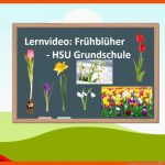 Lernvideo: FrÃ¼hblÃ¼her ð·- Hsu Grundschule Fuer Aufbau Blumenzwiebel Arbeitsblatt