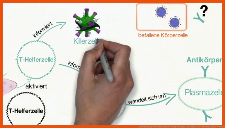 Lernvideo zur Spezifischen Immunabwehr (grundlegend) für unspezifische immunabwehr arbeitsblatt