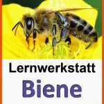 Lernwerkstatt Biene Fuer Bienen Kindergarten Arbeitsblätter