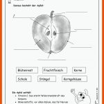 Lernwerkstatt Der Apfel - Die Gesunde Frucht Unter Der Lupe Fuer Apfel Aufbau Arbeitsblatt