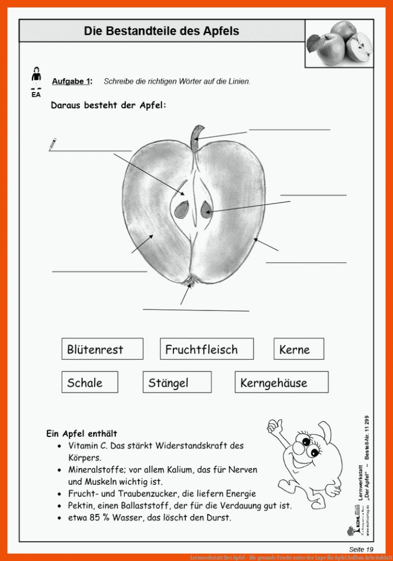 Lernwerkstatt Der Apfel - Die Gesunde Frucht Unter Der Lupe Fuer Apfel Aufbau Arbeitsblatt