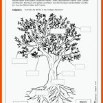 Lernwerkstatt Der Baum Als Lebensraum - Baum, BlÃ¤tter, FrÃ¼chte ... Fuer Arbeitsblatt Laubbäume
