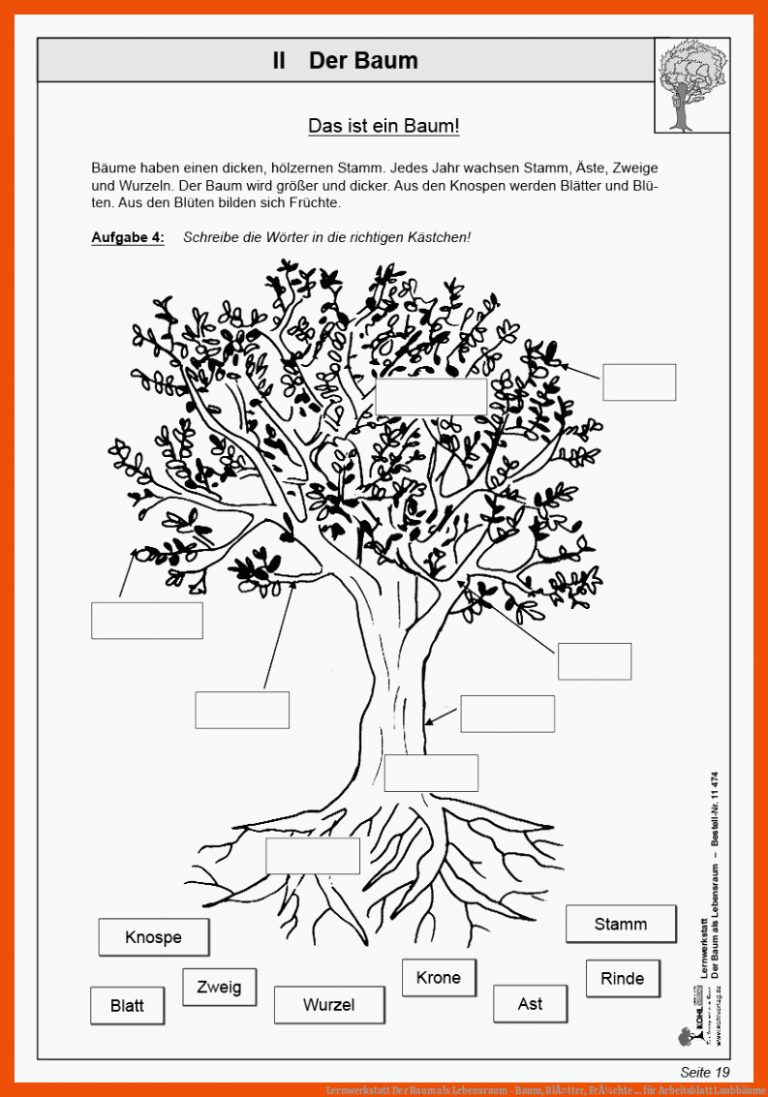 Lernwerkstatt Der Baum als Lebensraum - Baum, BlÃ¤tter, FrÃ¼chte ... für arbeitsblatt laubbäume