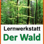 Lernwerkstatt Der Wald Fuer Lebensraum Wald Arbeitsblätter