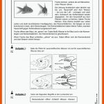 Lernwerkstatt Fische - Wissenswertes Rund Um Die Lebewesen Im Wasser Fuer Arbeitsblatt Aufbau Fisch Klasse 5