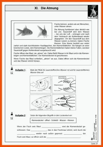 Arbeitsblatt Aufbau Fisch Klasse 5