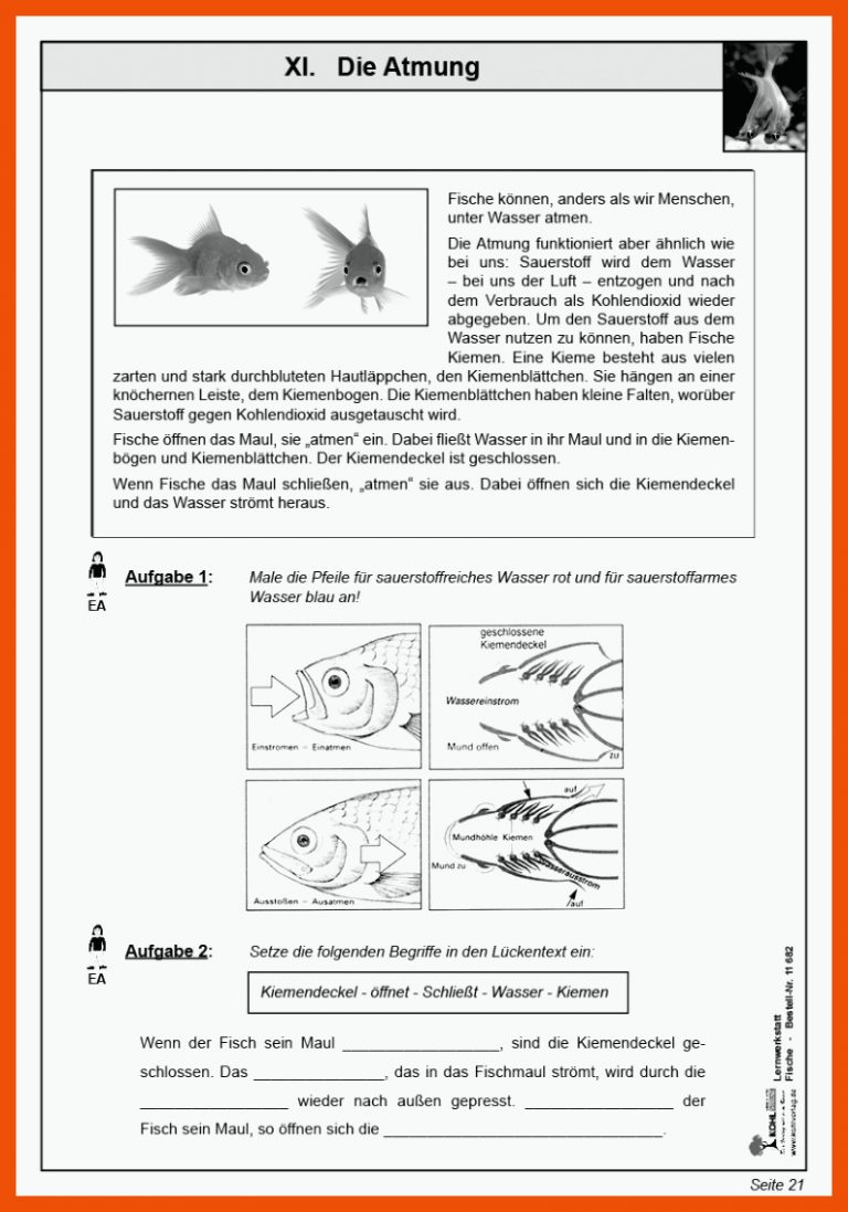 Lernwerkstatt Fische - Wissenswertes rund um die Lebewesen im Wasser für arbeitsblatt aufbau fisch klasse 5