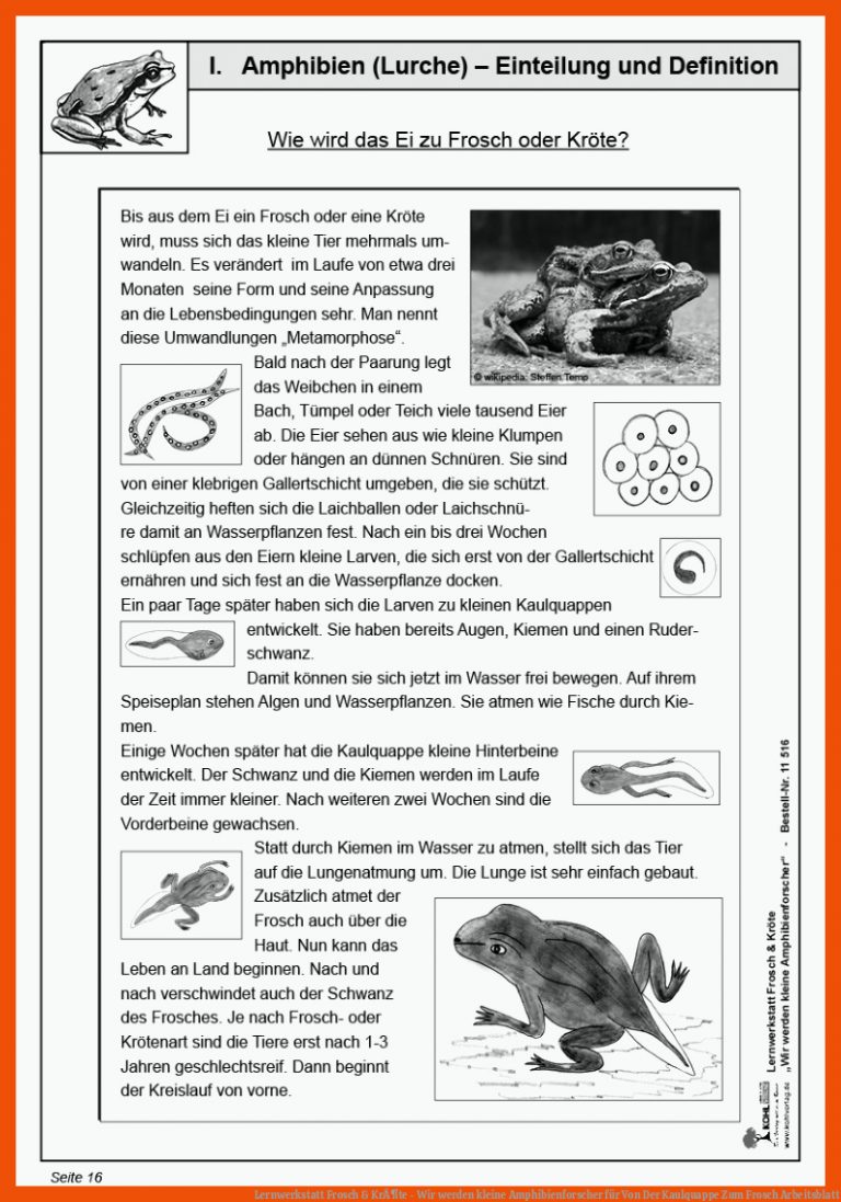 Lernwerkstatt Frosch & KrÃ¶te - Wir werden kleine Amphibienforscher für von der kaulquappe zum frosch arbeitsblatt