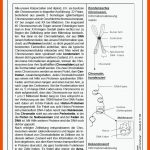 Lernwerkstatt Genetik Und Vererbung - ZellulÃ¤re Grundlagen - Vom ... Fuer Grundlagen Der Vererbung Arbeitsblatt Lösungen