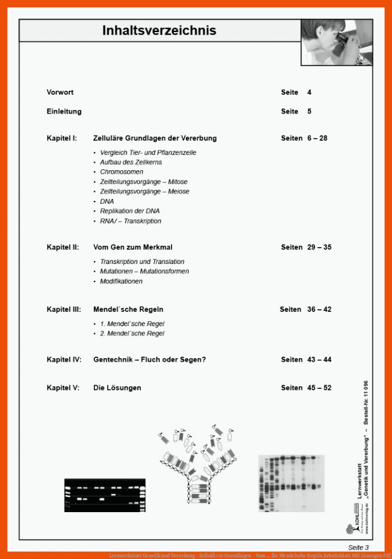 Lernwerkstatt Genetik und Vererbung - ZellulÃ¤re Grundlagen - Vom ... für mendelsche regeln arbeitsblatt mit lösungen pdf