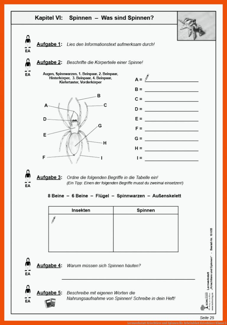 Lernwerkstatt Kriechtiere und Spinnen für arbeitsblatt kriechtiere klasse 5