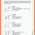 Lernwerkstatt Pferde - Wissenswertes Ã¼ber Die Beliebten Huftiere Fuer Arbeitsblatt Pferd Biologie