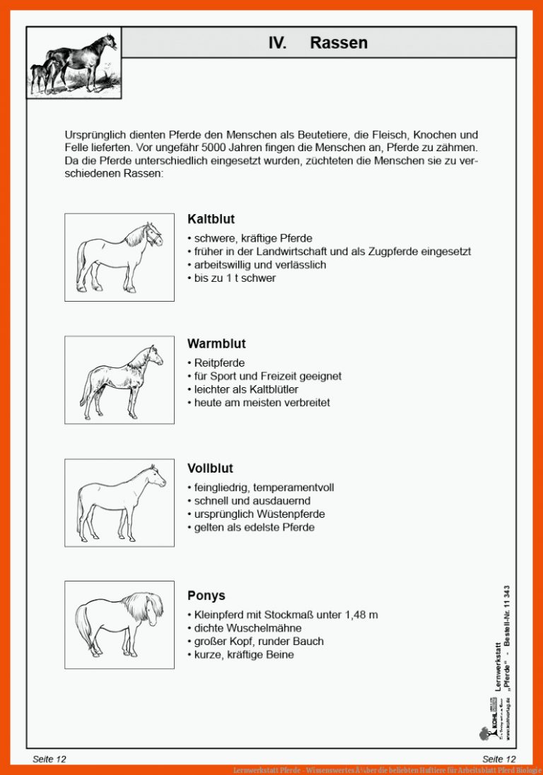 Lernwerkstatt Pferde - Wissenswertes Ã¼ber die beliebten Huftiere für arbeitsblatt pferd biologie
