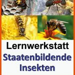 Lernwerkstatt Staatenbildende Insekten - Biologie Fuer Arbeitsblätter Biologie Insekten