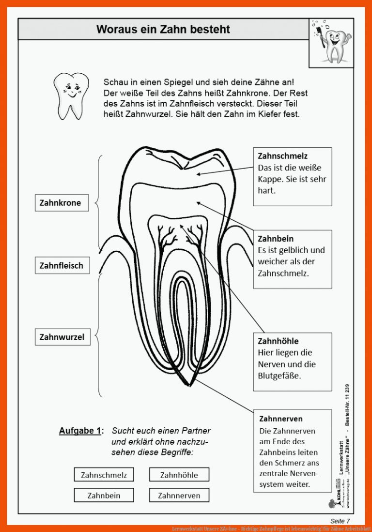 Lernwerkstatt Unsere ZÃ¤hne - Richtige Zahnpflege ist Lebenswichtig! Fuer Zähne Arbeitsblatt