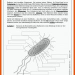Lernwerkstatt Viren, Bakterien & Co Fuer Bakterien Aufbau Arbeitsblatt