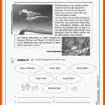 Lernwerkstatt VÃ¶gel (gs) - Von Der Amsel Bis Zum ZaunkÃ¶nig Fuer Biologie Klasse 5 Vögel Arbeitsblätter