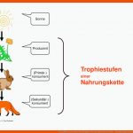 Lf: ErklÃ¤re, In Welcher Beziehung Die Hier Gezeigten Arten Stehen ... Fuer Nahrungsbeziehungen Im Wald Arbeitsblatt