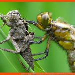 Libellenschlupf â Hemimetabole Metamorphose Libellenwissen.de Fuer Libelle Entwicklung Arbeitsblatt