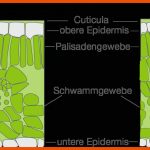 Licht Und Wasser Schullv Fuer sonnenblatt Schattenblatt Arbeitsblatt