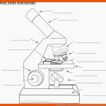 Lichtmikroskop Aufbau (arbeitsblatt) Fuer Elektronenmikroskop Aufbau Arbeitsblatt