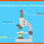 Lichtmikroskop Â· Aufbau Und Funktion Â· [mit Video] Fuer Mikroskop Aufbau Und Funktion Arbeitsblatt