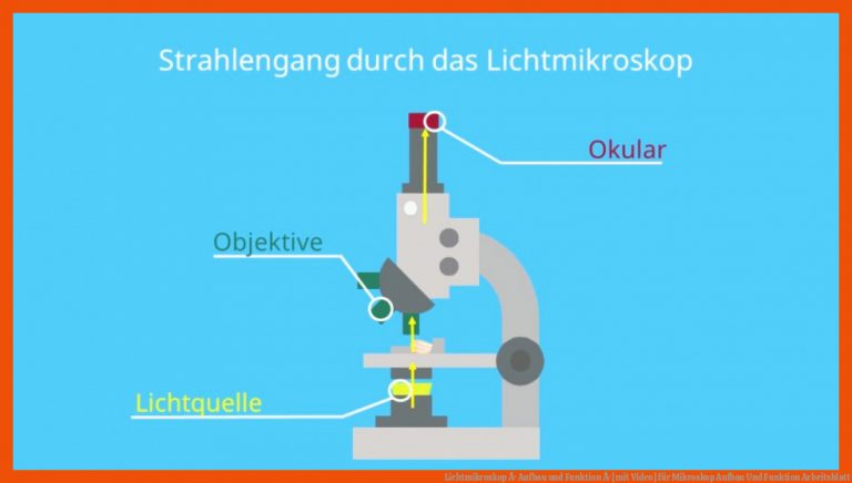 Lichtmikroskop Â· Aufbau und Funktion Â· [mit Video] für mikroskop aufbau und funktion arbeitsblatt