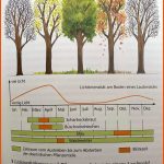 LichtverhÃ¤ltnisse Im Laubwald? (schule, Biologie, UniversitÃ¤t) Fuer Laubwald Nadelwald Mischwald Arbeitsblatt