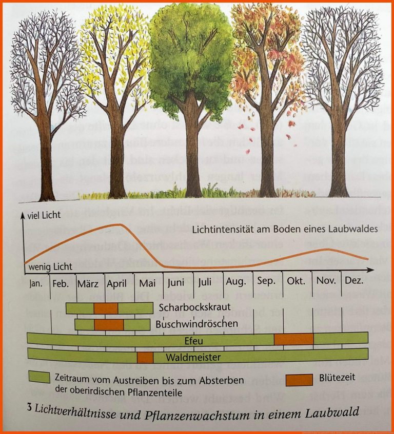LichtverhÃ¤ltnisse im Laubwald? (Schule, Biologie, UniversitÃ¤t) für laubwald nadelwald mischwald arbeitsblatt