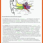 LÃ¶sung - Aduis Fuer Das Ohr Arbeitsblätter