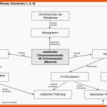 LÃ¶sungsvorschlag 1 Fuer Aufbau Eines Chromosoms Arbeitsblatt