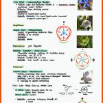 Lu Morphologie Endetest Zusammenfassung (gruppe Grube ... Fuer Blütendiagramm Arbeitsblatt