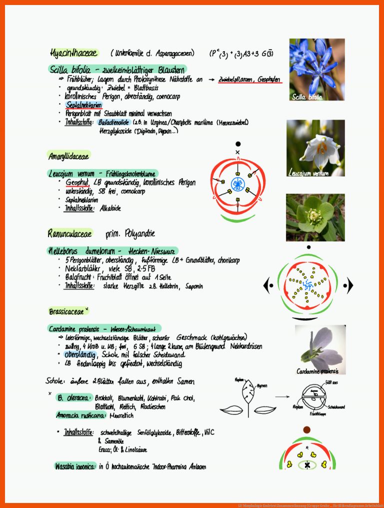 Lu Morphologie Endetest Zusammenfassung (gruppe Grube ... Fuer Blütendiagramm Arbeitsblatt