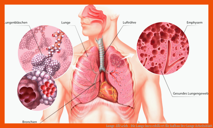 Lunge-ZÃ¼rich - Die Lunge kurz erklÃ¤rt für Aufbau Der Lunge Arbeitsblatt