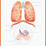 Lungearbeitsblattvektorillustration ... Fuer atmungssystem Arbeitsblatt