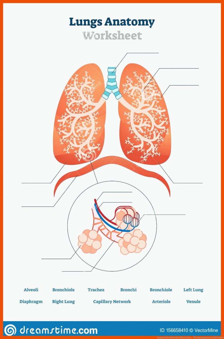 Lungearbeitsblattvektorillustration ... für atmungssystem arbeitsblatt