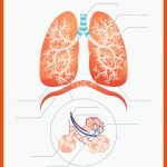Lungen Arbeitsblatt Vektorillustration ... Fuer Aufbau Der Lunge Arbeitsblatt