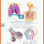Lungenbau Und Weg Der atemluft - Meinunterricht Fuer atmungssystem Arbeitsblatt