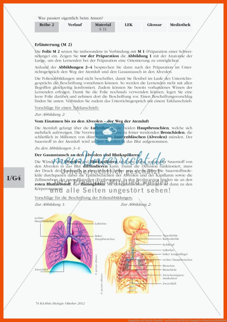 Lungenbau und Weg der Atemluft - meinUnterricht für die atmung des menschen arbeitsblatt